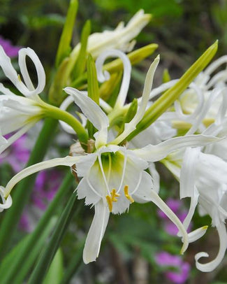 Hymenocallis bulbs (spider lily)