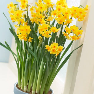 Indoor flowering bulbs