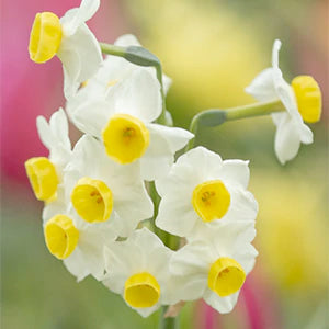 Indoor narcissus