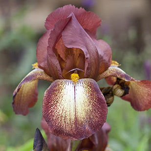 Bearded iris bare roots