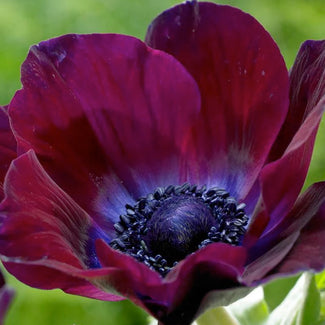 Italian anemone bulbs