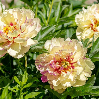 Itoh peonies (intersectional)