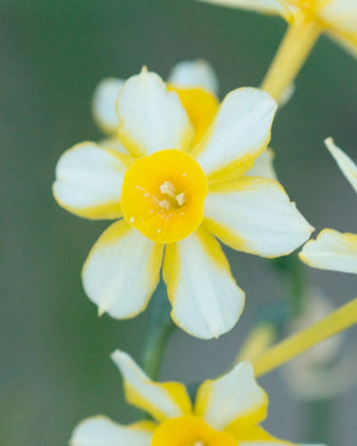 Narcissus jonquilla