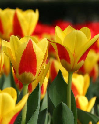 Kaufmanniana tulips