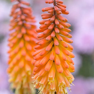 Kniphofia bulbs (Red Hot Poker)