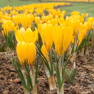 Large-flowering crocus bulbs