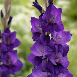 Large-flowering gladiolus