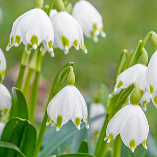 Leucojum bulbs