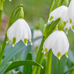 Ipheion bulbs