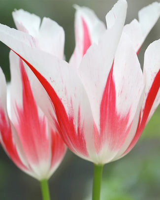 Lily-flowering tulips