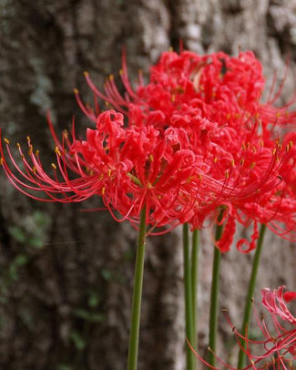 Lycoris bulbs