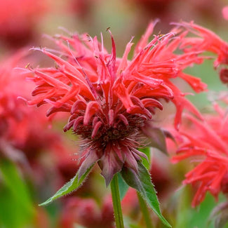 Monarda bare roots