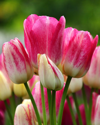 Multi-flowering tulips