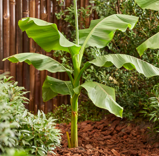 Musa (hardy banana) bare roots