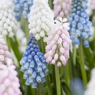 Grape hyacinth bulbs