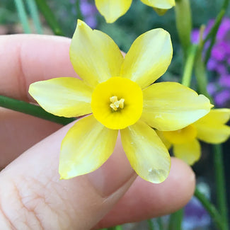 Narcissus bulbs