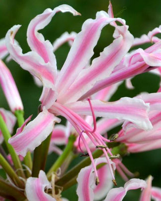 Nerine bulbs