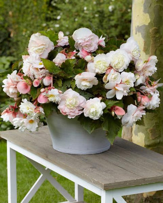 Fragrant begonias