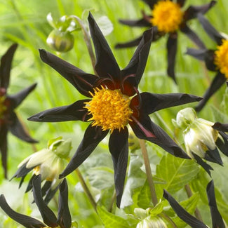 Orchid dahlias (star-shaped)