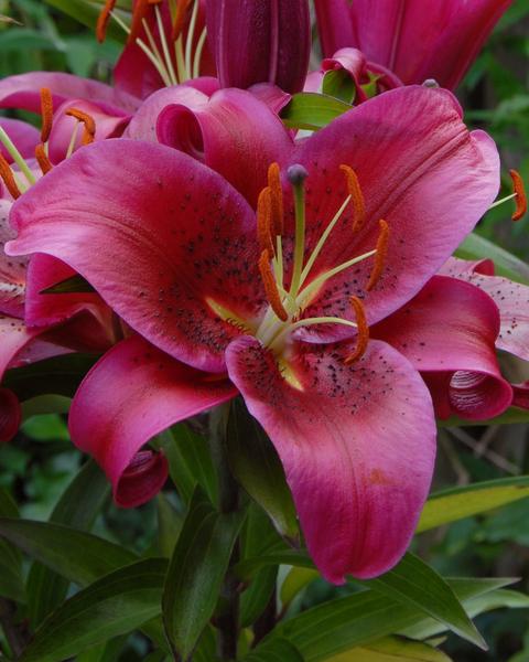 Oriental Lily Bulbs — Buy Oriental Lilies online at Farmer Gracy UK