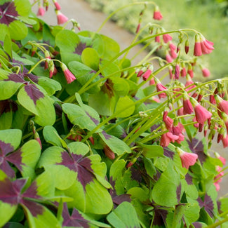 Oxalis bulbs (false shamrock)