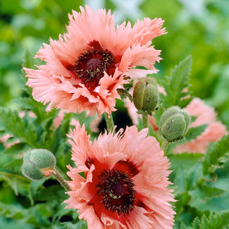 Oriental poppy