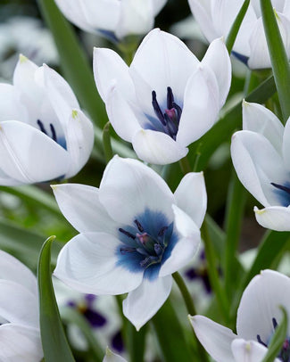 Botanical tulips