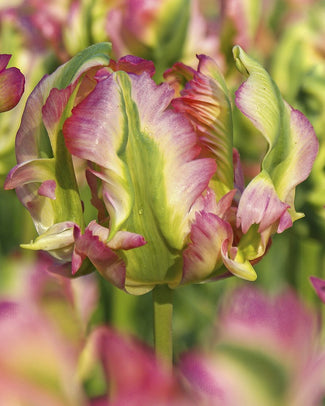 Parrot tulips