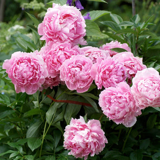 Peony bare roots