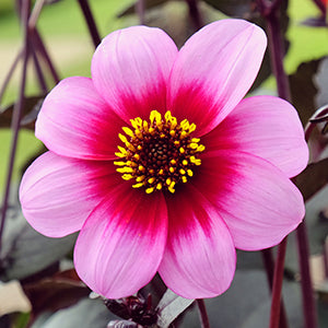 Peony-flowering dahlias