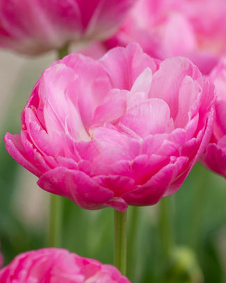 Peony-flowering tulips