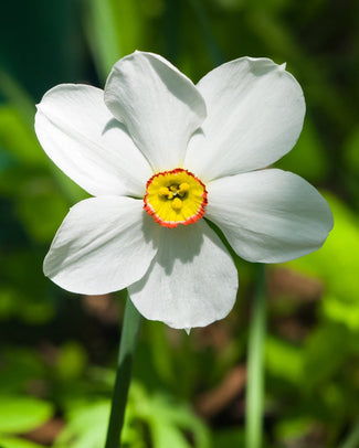 Poeticus narcissus