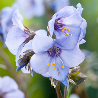 Perennials (bare roots)