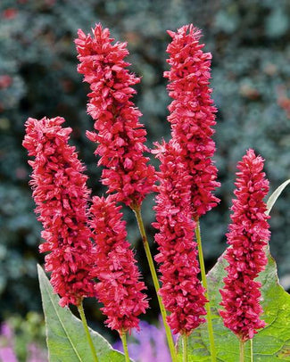 Persicaria bare roots