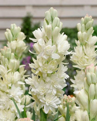 Polianthes bulbs (tuberose)