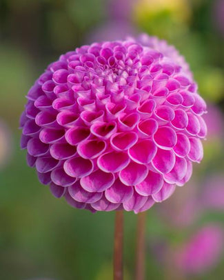 Pompon & ball dahlias