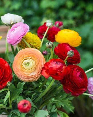 Ranunculus bulbs