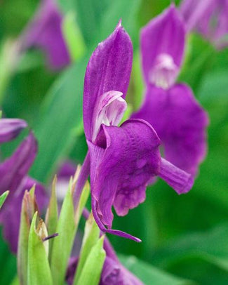 Roscoea bulbs