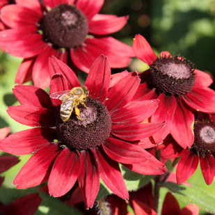 Rudbeckia bare roots