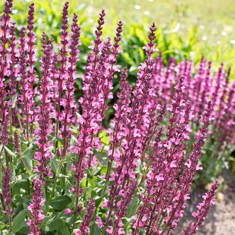 Salvia bare roots — Buy woodland sage online at Farmer Gracy UK