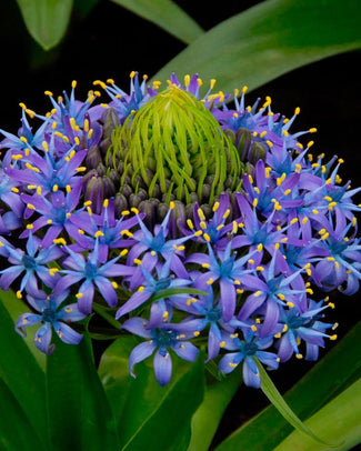 Scilla bulbs