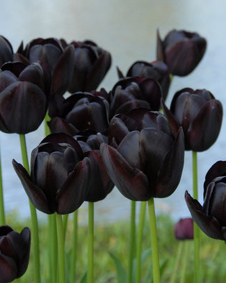 Single late tulips