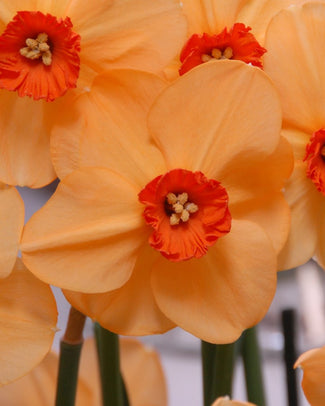 Small-cupped narcissus