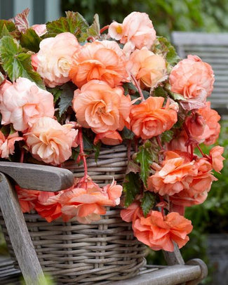 Splendide begonia tubers