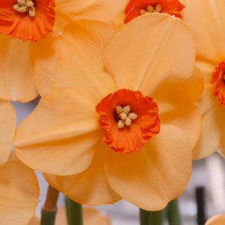 Split-cupped narcissus