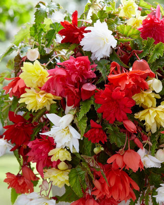 Trailing begonia tubers