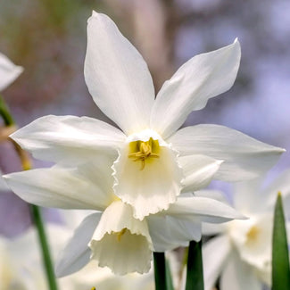 Narcissus triandrus