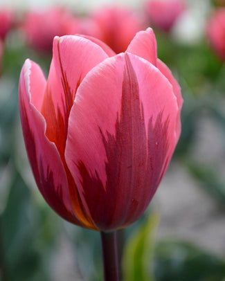 Triumph tulips