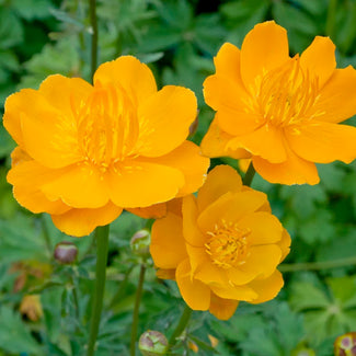 Trollius bare roots (Globeflower)