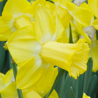 Trumpet daffodils